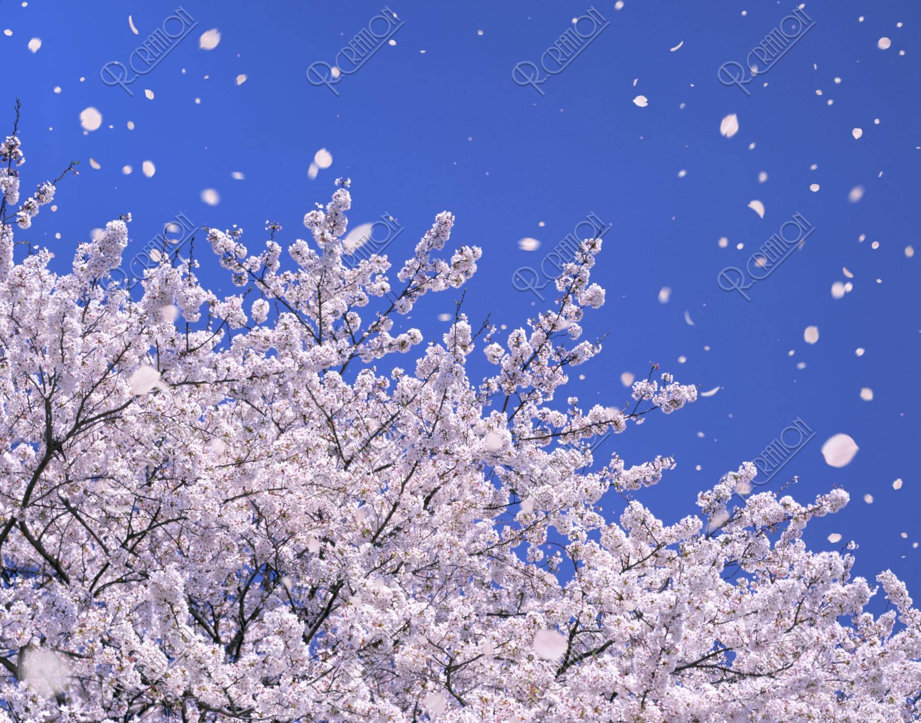 桜 桜吹雪 花吹雪 散る 春 青空 入学 合成