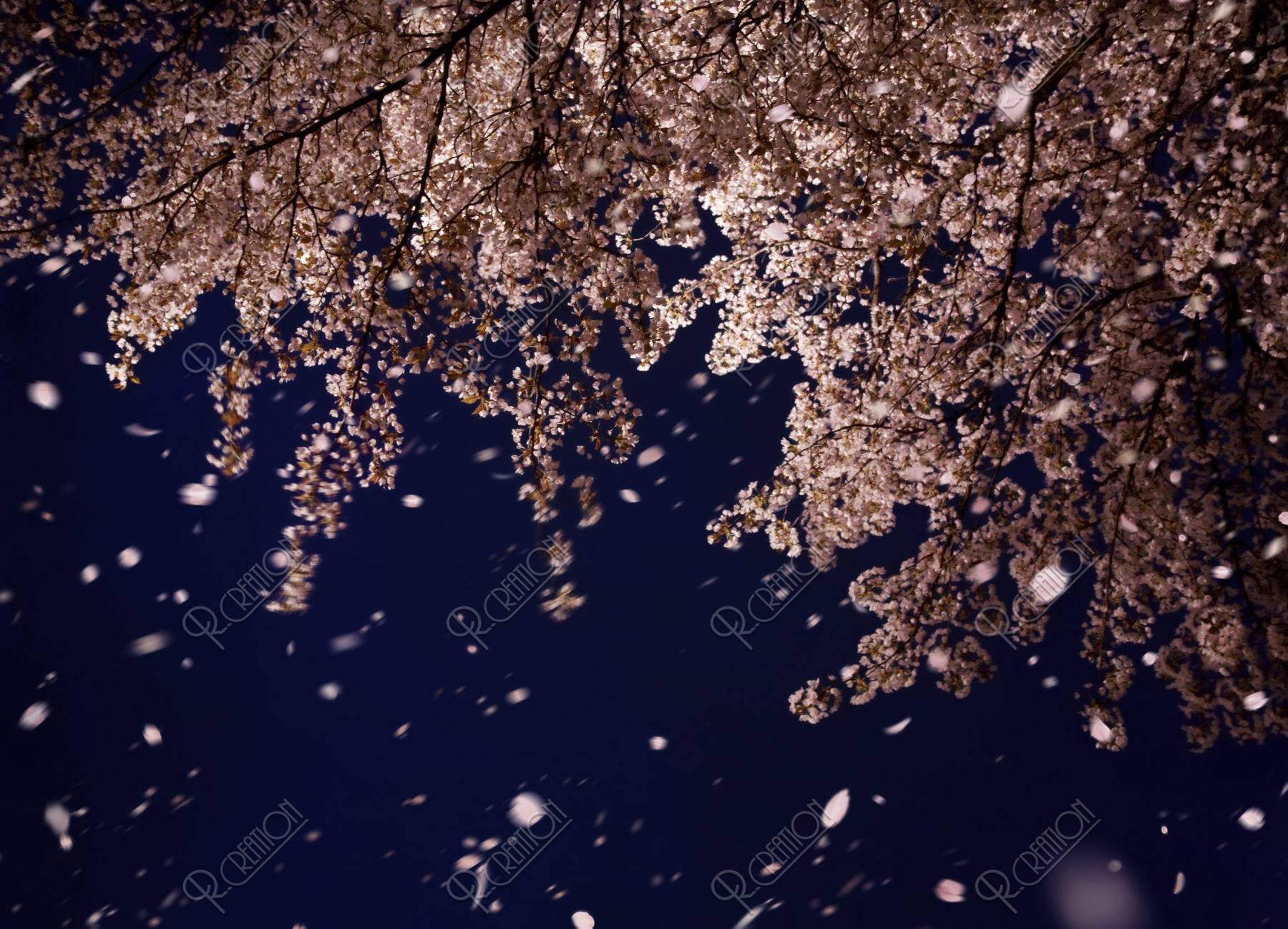 桜 桜吹雪 花吹雪 散る 春 夜景 夜桜 合成
