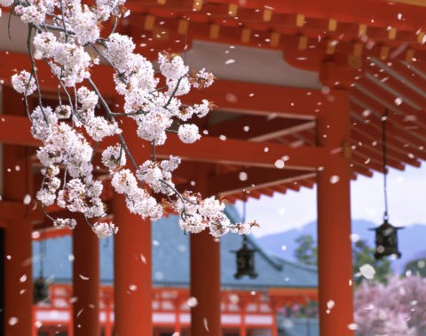 桜 桜吹雪 花吹雪 散る 春 平安神宮 合成