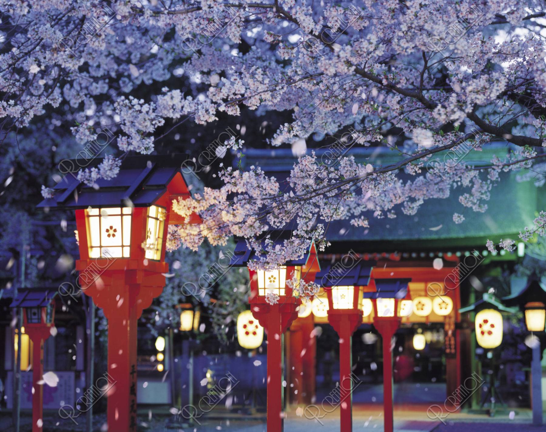 桜 桜吹雪 花吹雪 散る 春 平野神社 夜桜 合成