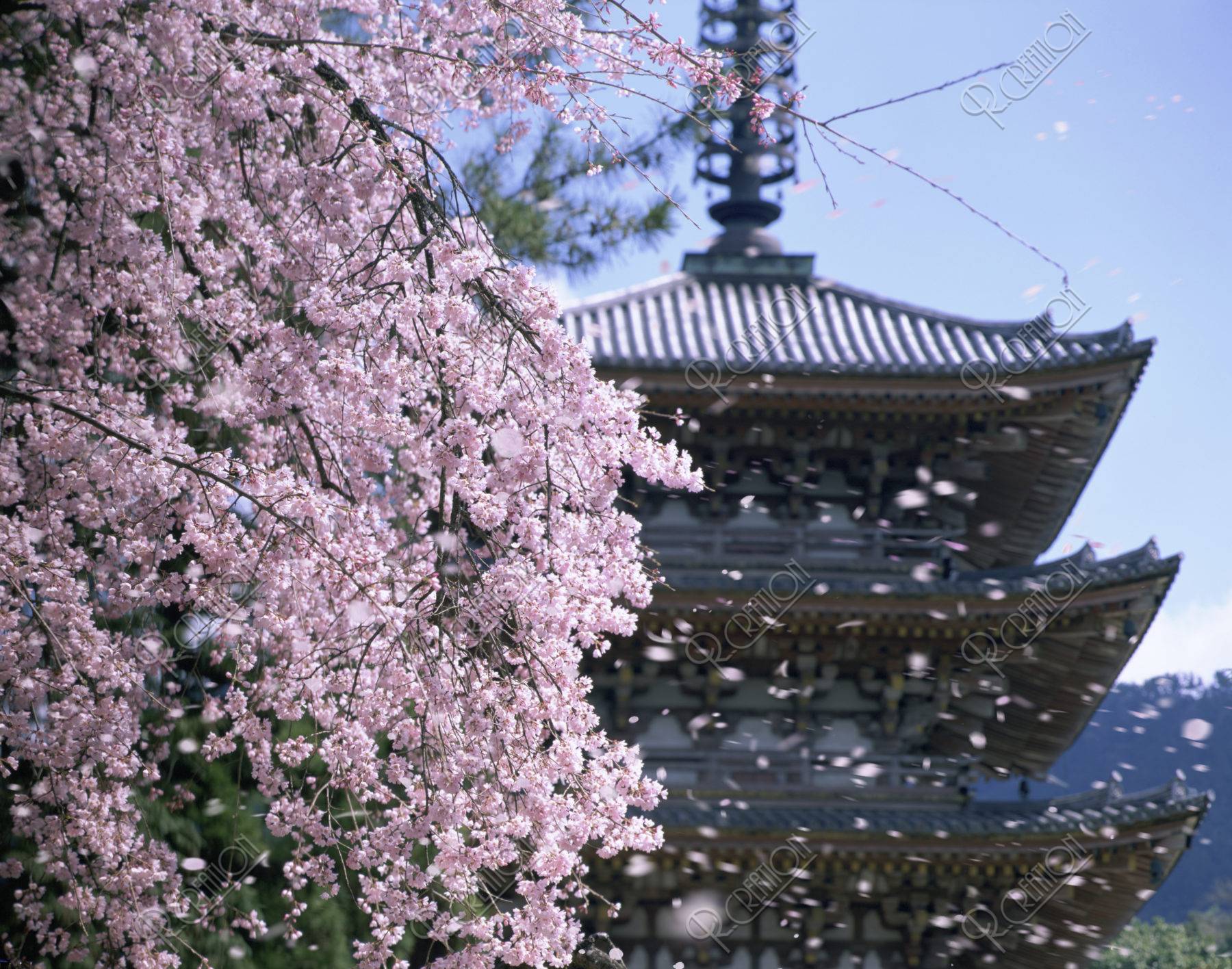 桜 桜吹雪 花吹雪 散る 醍醐寺 五重塔 合成 世界遺産
