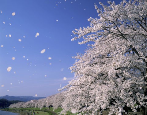 桜 桜吹雪 花吹雪 散る 檜木内川 桜並木 合成