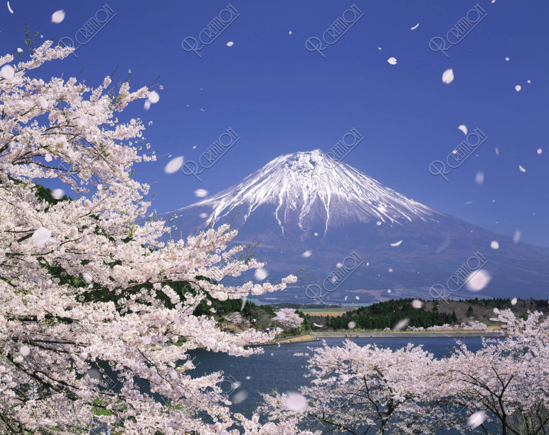桜 桜吹雪 花吹雪 散る 富士山 田貫湖 合成 ストックフォト アールクリエーション