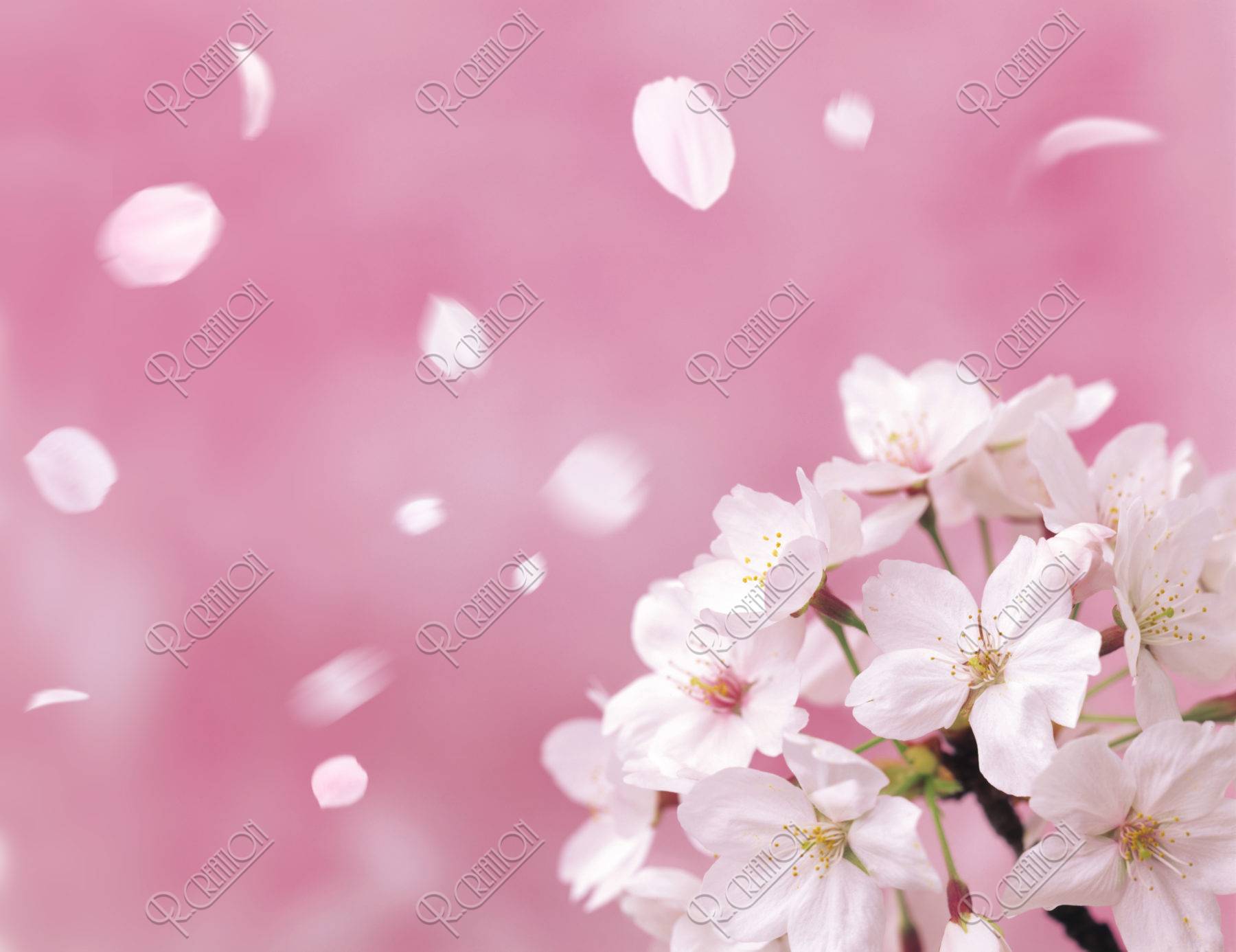 桜 桜吹雪 花吹雪 散る アップ 春 合成 ピンク ストックフォト アールクリエーション