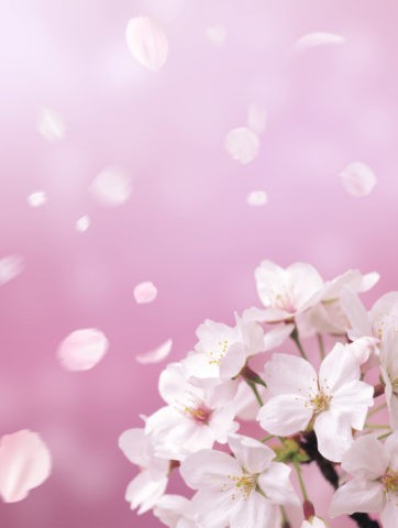 桜 桜吹雪 花吹雪 散る アップ 春 合成 ピンク