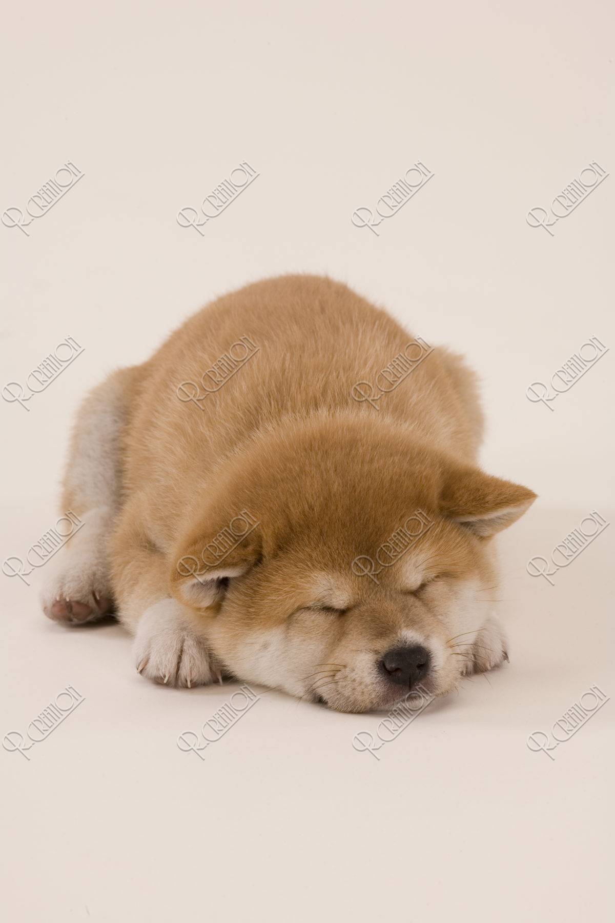柴犬 イヌ 子犬 眠る 白バック ストックフォト アールクリエーション