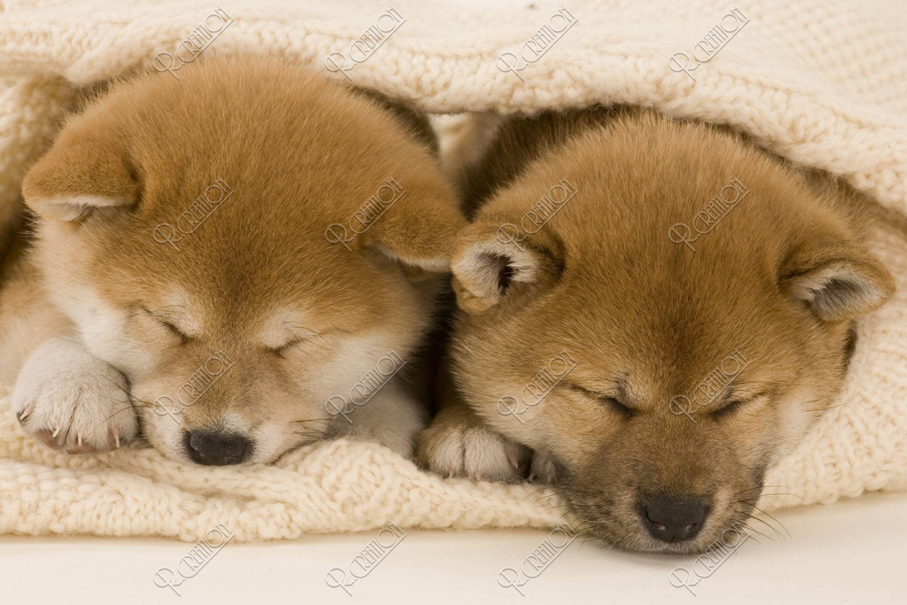 柴犬 イヌ 子犬 眠る くるまる 2匹 並ぶ ストックフォト アールクリエーション