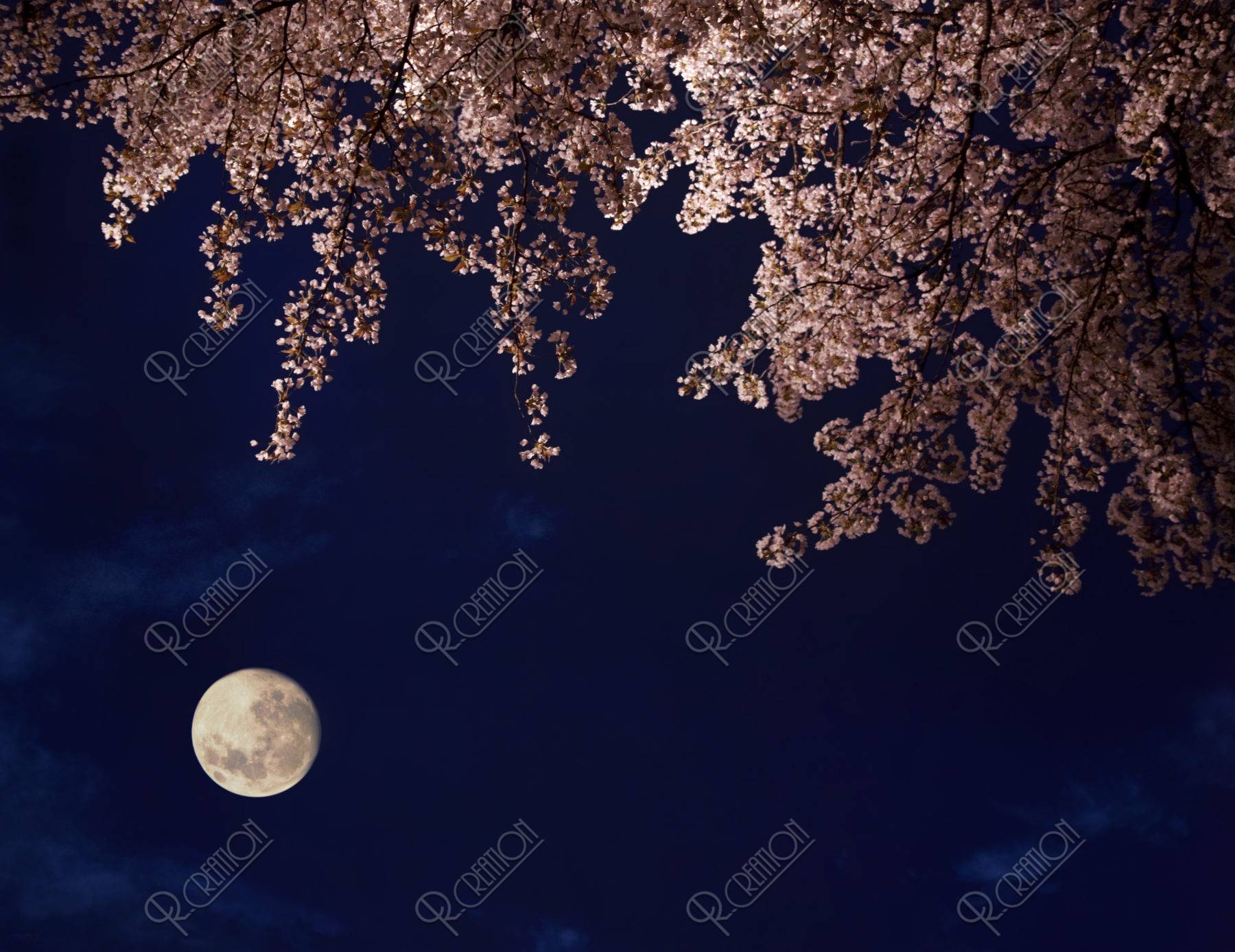 夜桜 桜 春 月 夜景 合成
