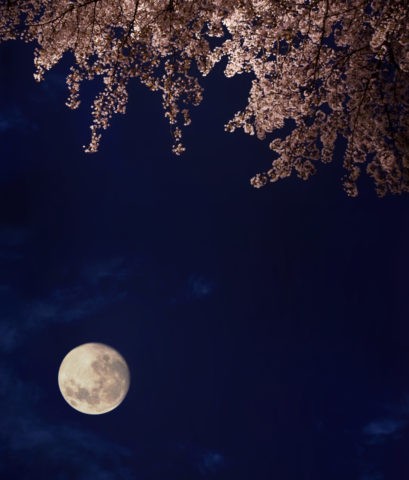 夜桜 桜 春 月 夜景 合成