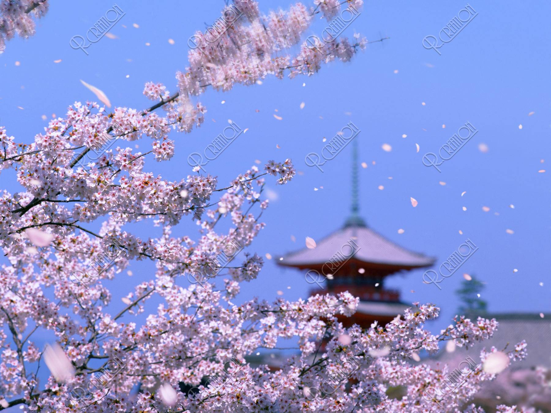 桜 春 清水寺 三重塔 世界遺産 合成 ストックフォト アールクリエーション