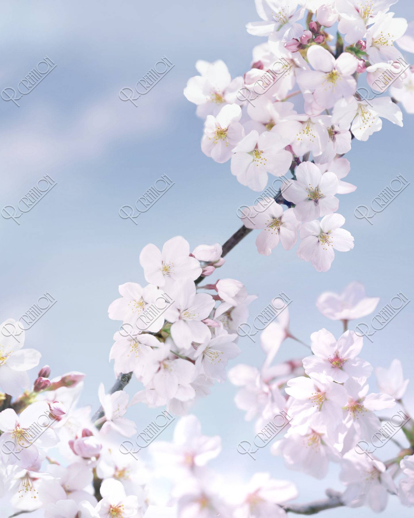 桜 満開 アップ 春 合成 ストックフォト アールクリエーション