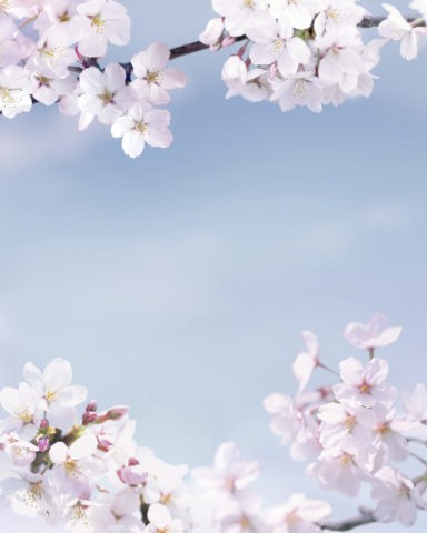 桜 満開 アップ 春 合成