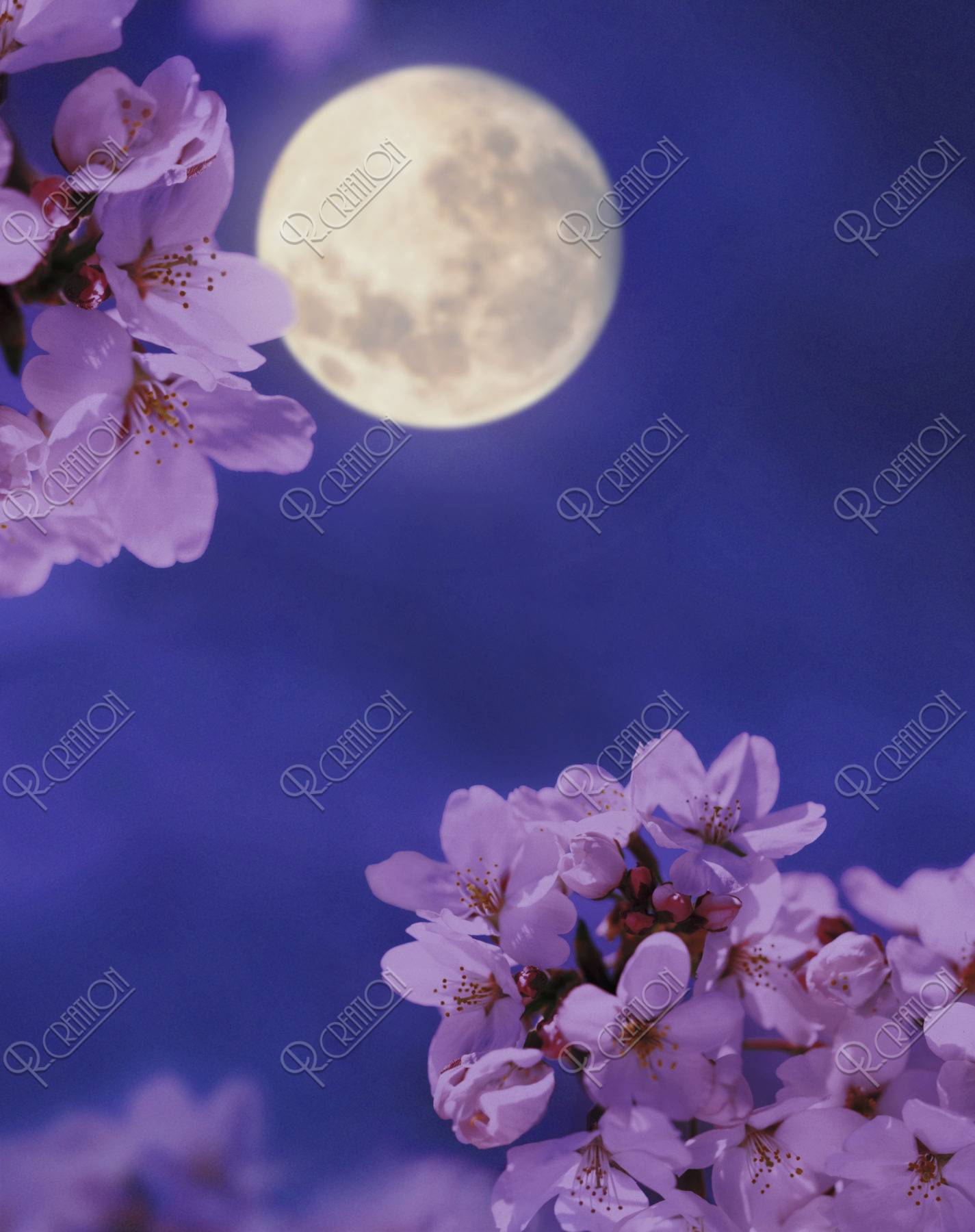 桜 夜桜 月 夜景 満開 アップ 春 合成