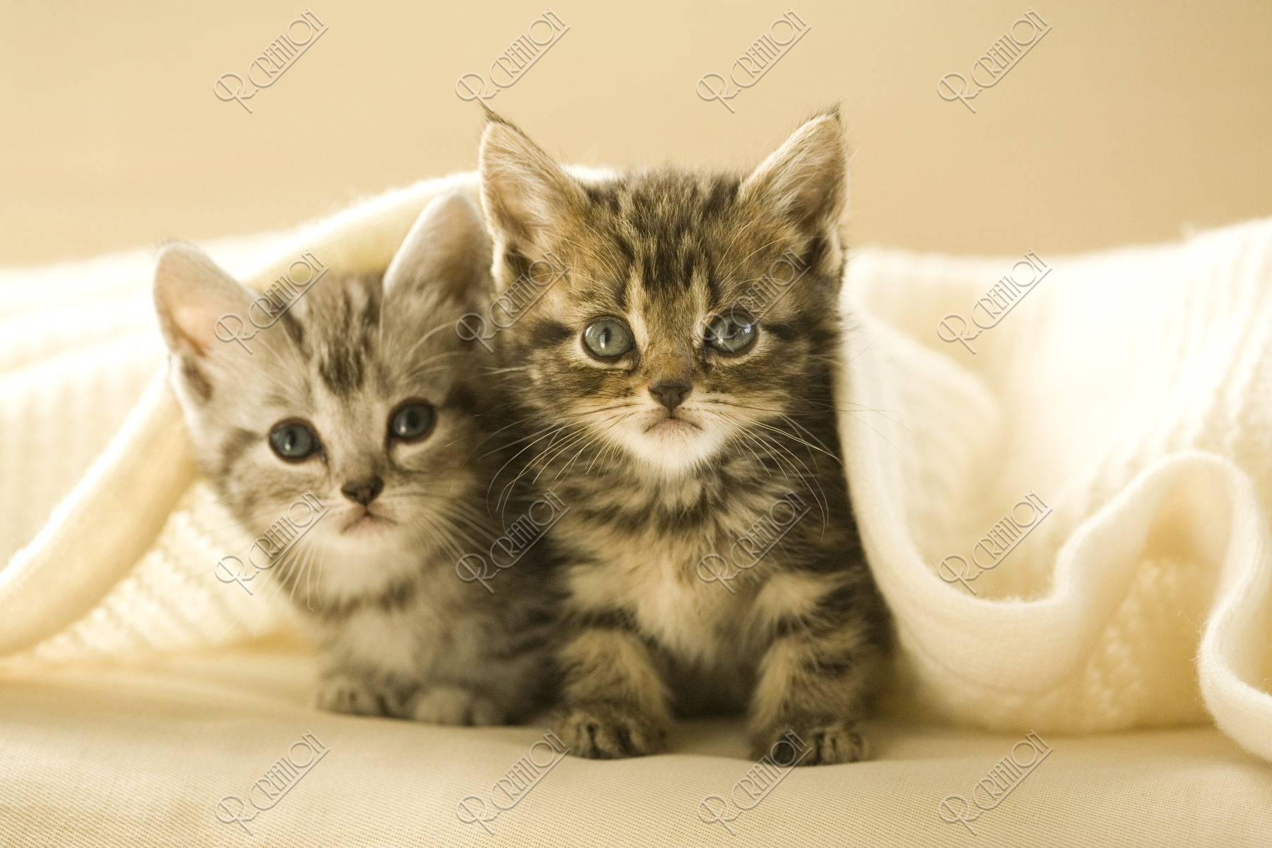 ネコ 仔猫 アメリカンショートヘア ２匹 毛布