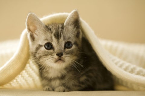 ネコ 仔猫 アメリカンショートヘア １匹 毛布