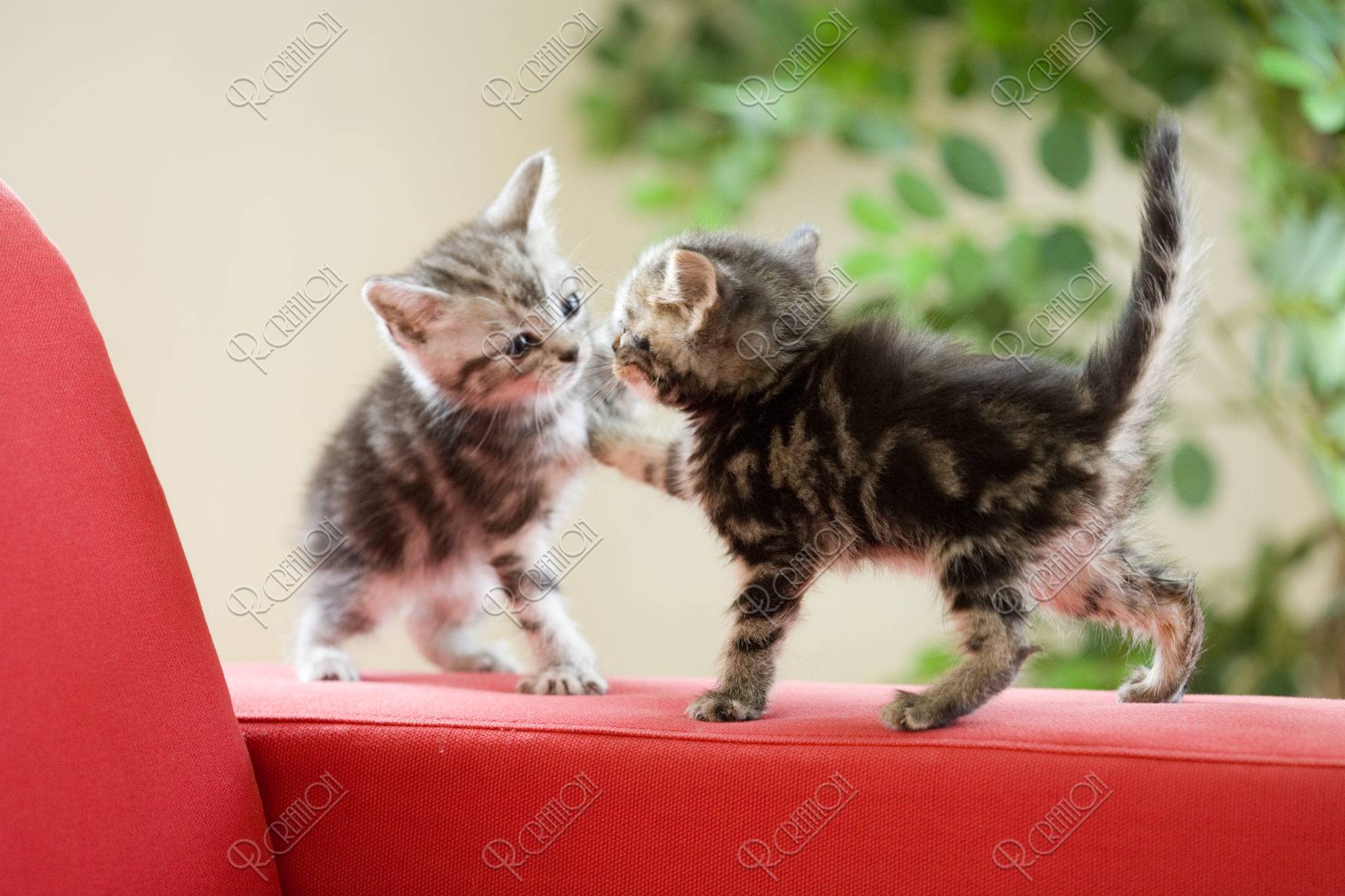 ネコ 仔猫 アメリカンショートヘア ２匹 遊ぶ 写真 アールクリエーション