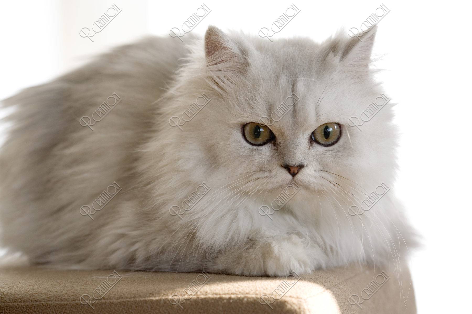 ネコ ペルシャ猫 チンチラ ペット リビング 椅子 写真 アールクリエーション