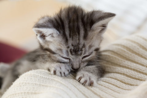 ネコ 仔猫 アメリンカンショートヘア 眠る セーター