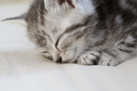 ネコ 仔猫 アメリンカンショートヘア 眠る