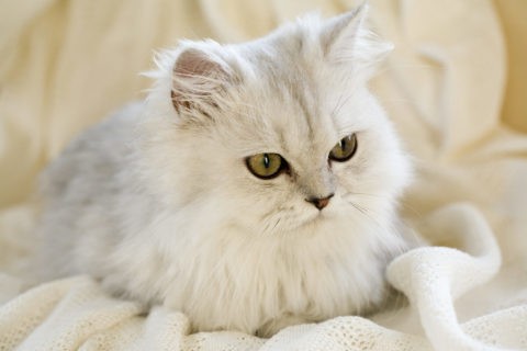 ネコ ペルシャ猫 チンチラ ソファ リビング