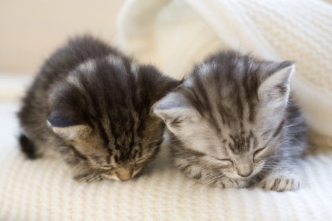 ネコ 仔猫 アメリンカンショートヘア 眠る 毛布