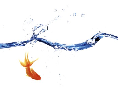 金魚 水面 水しぶき 合成 夏イメージ