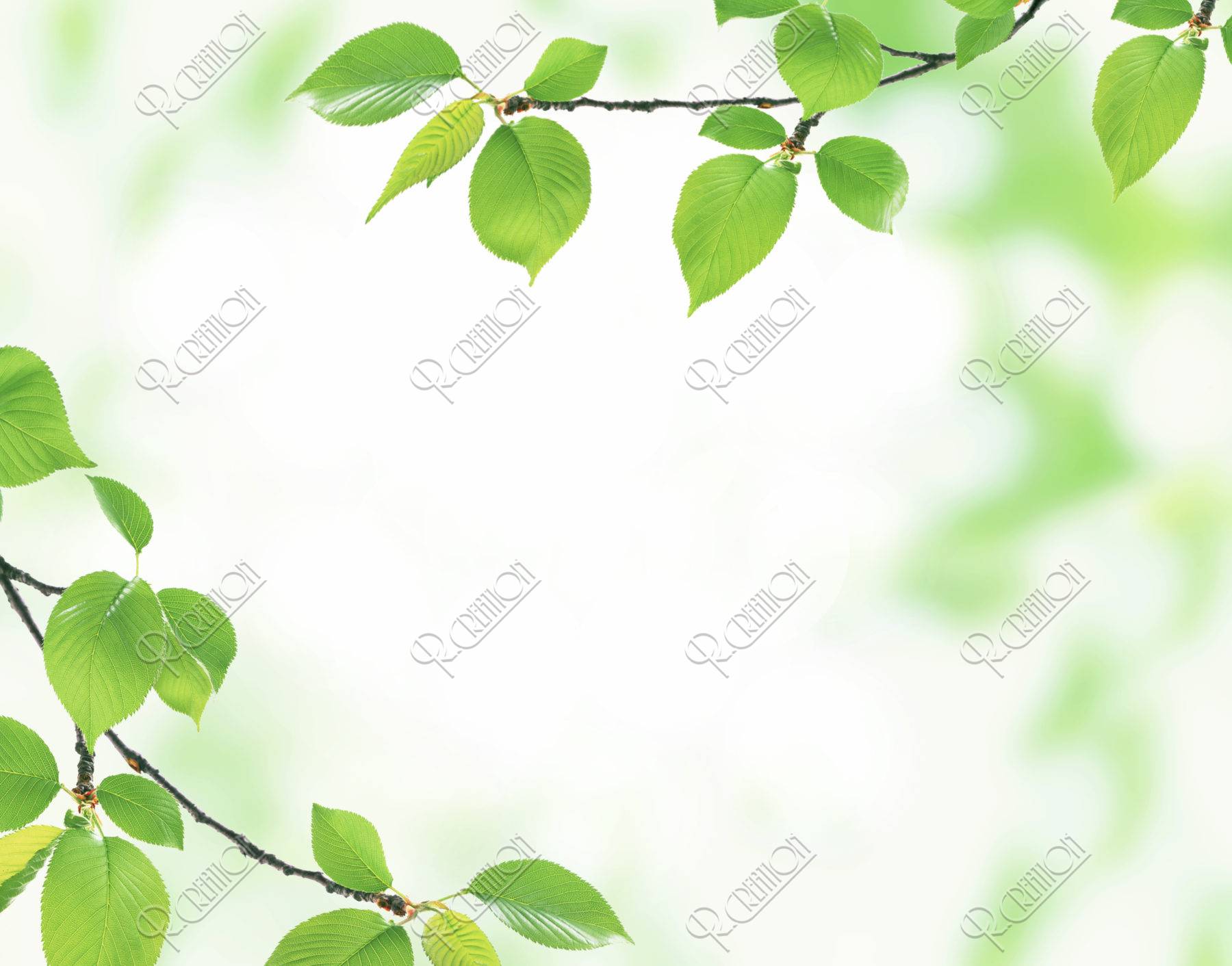 グリーン 桜の葉 新緑 合成 アップ イラスト Cg アールクリエーション