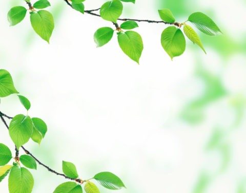 グリーン 桜の葉 新緑 合成 アップ