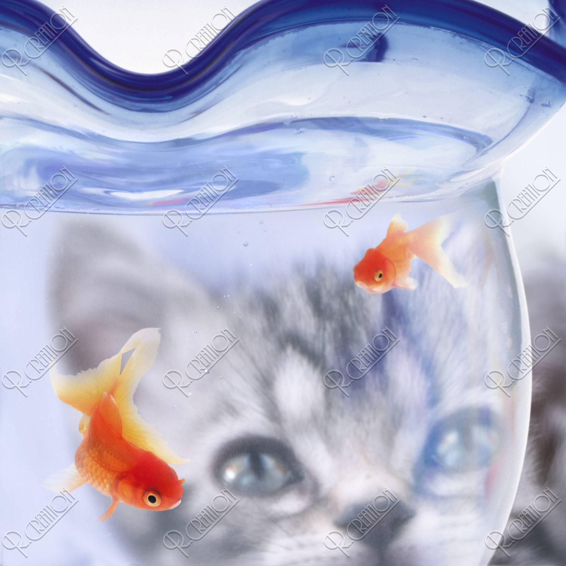金魚 金魚鉢 猫 合成 夏イメージ アップ ストックフォト アールクリエーション