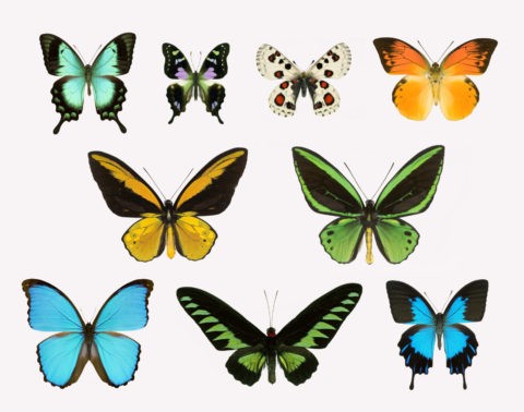 蝶 標本 昆虫 極彩色