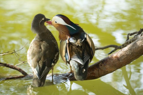 オシドリ カモ つがい 野鳥 求愛 寄り添う 池