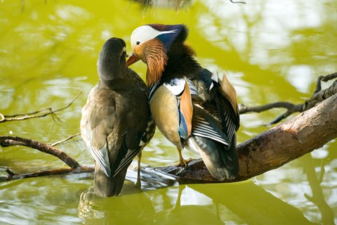 オシドリ カモ つがい 野鳥 求愛 寄り添う 池