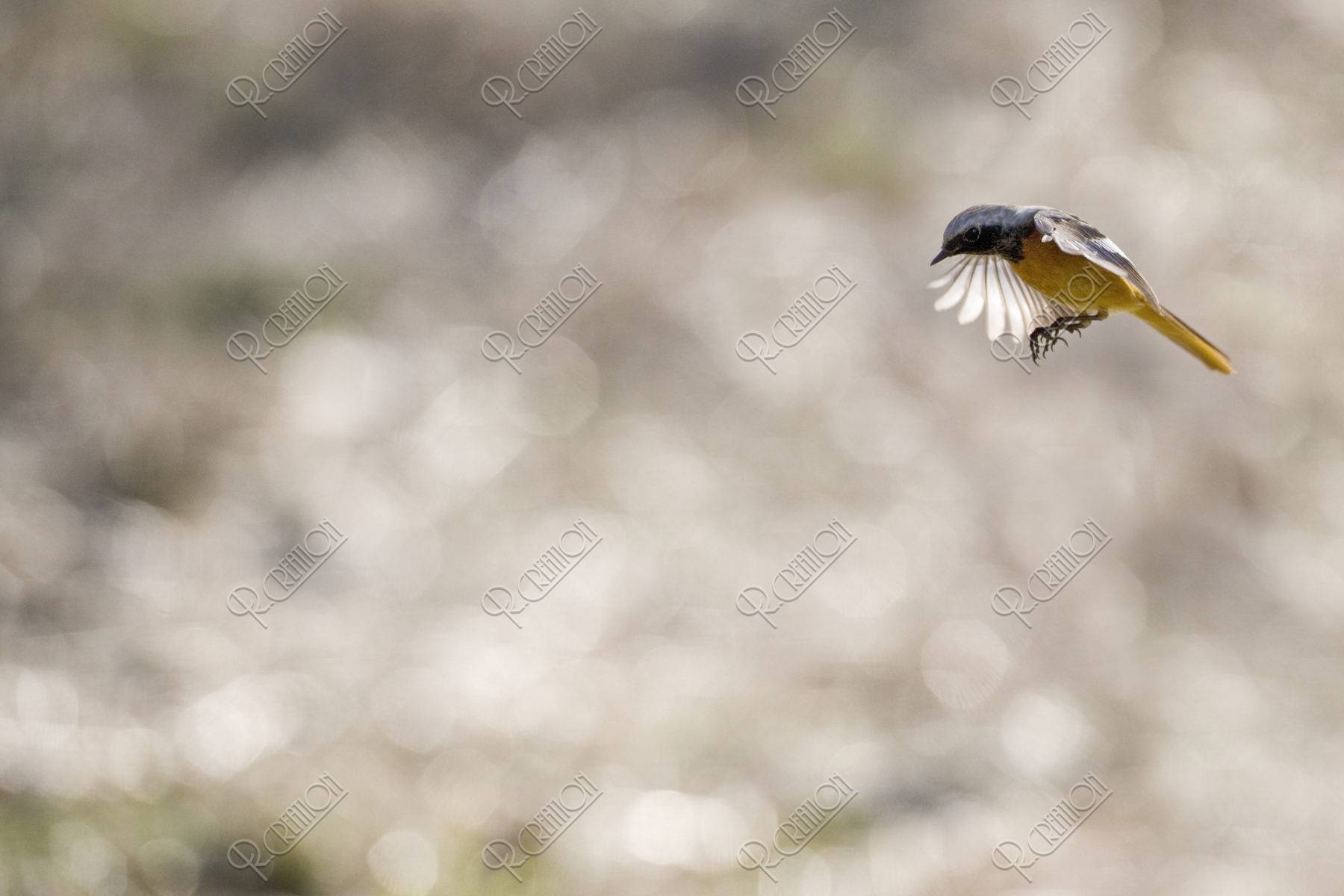 ジョウビタキ ホバリング 野鳥 鳥 飛ぶ 写真 アールクリエーション