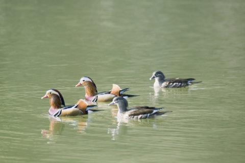 オシドリ カモ 野鳥 鳥 つがい 泳ぐ 池