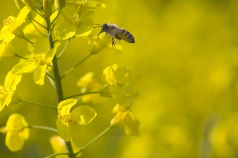 菜の花 飛ぶ ミツバチ