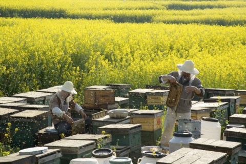 養蜂業者