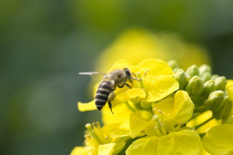 花粉をつけたミツバチ