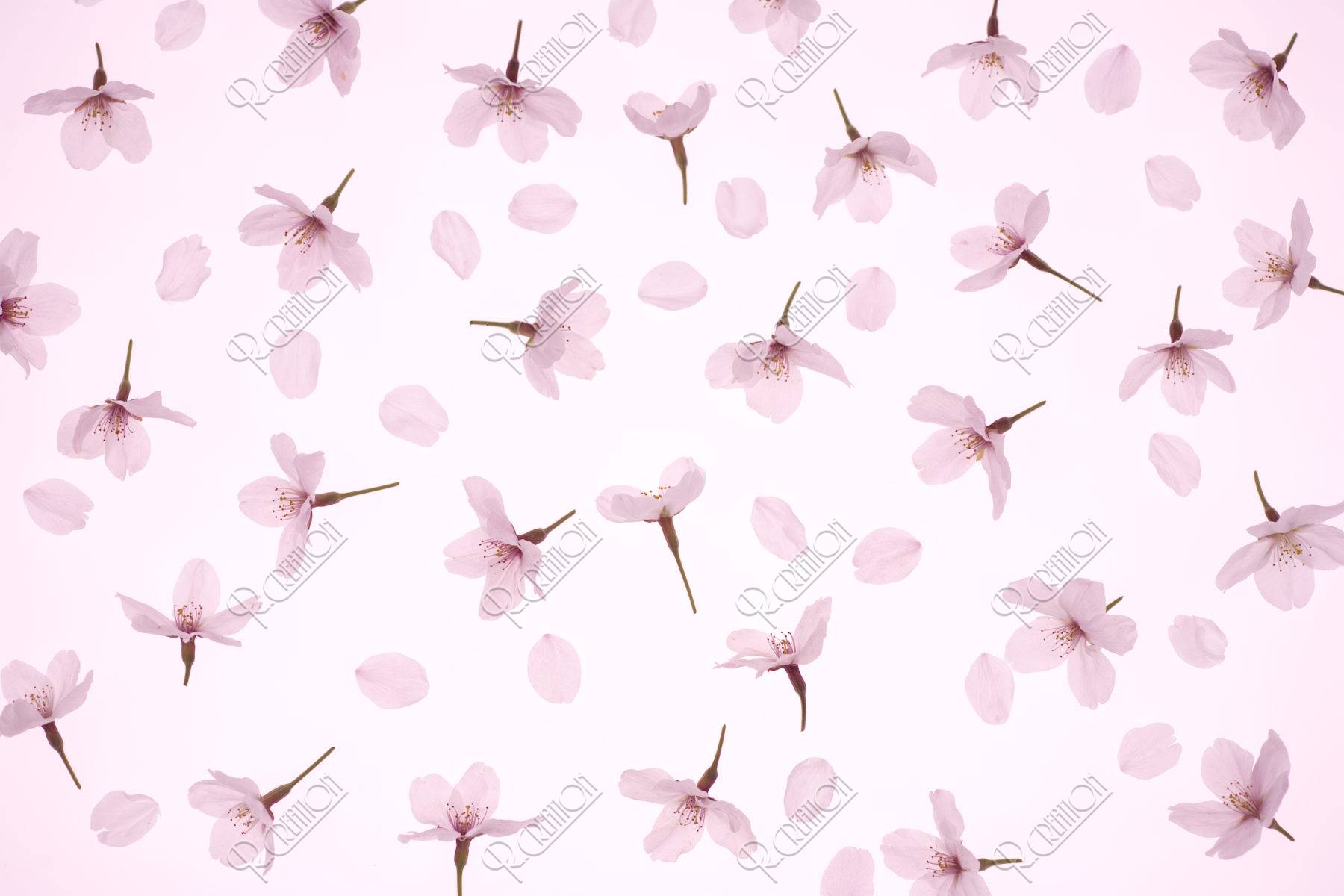 桜 パターン