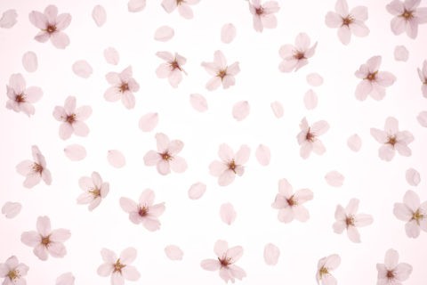 桜 パターン