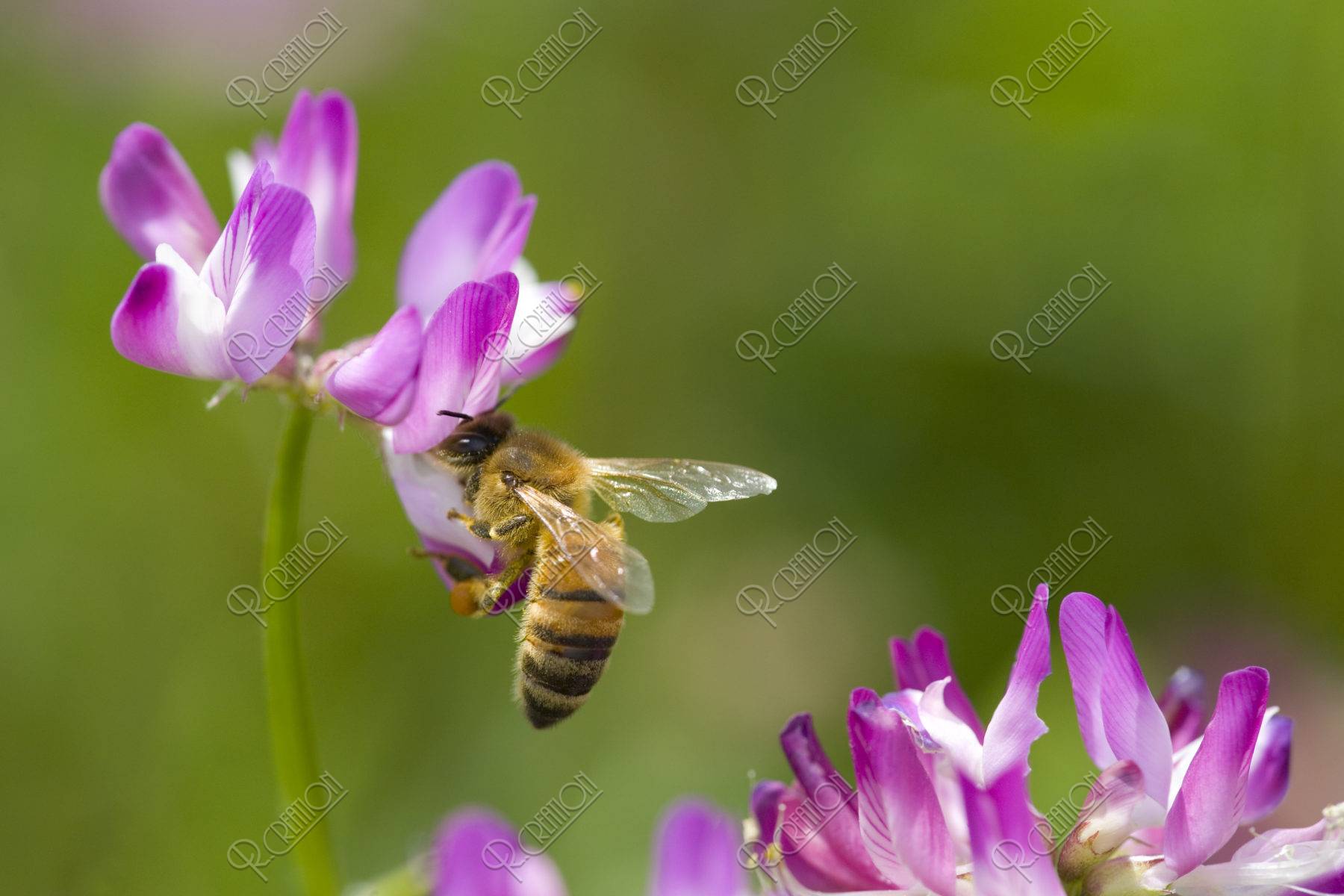 ミツバチとレンゲ