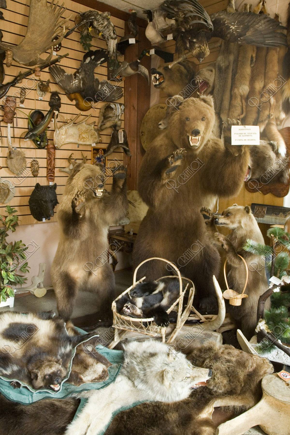 剥製毛皮の土産物店 ペトロパブロフスクカムチャッキー市