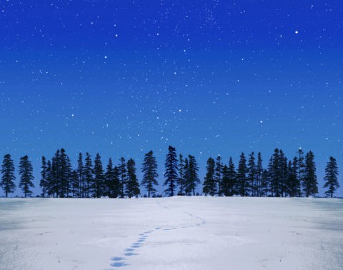 モミの木と雪原と星空 ＣＧ