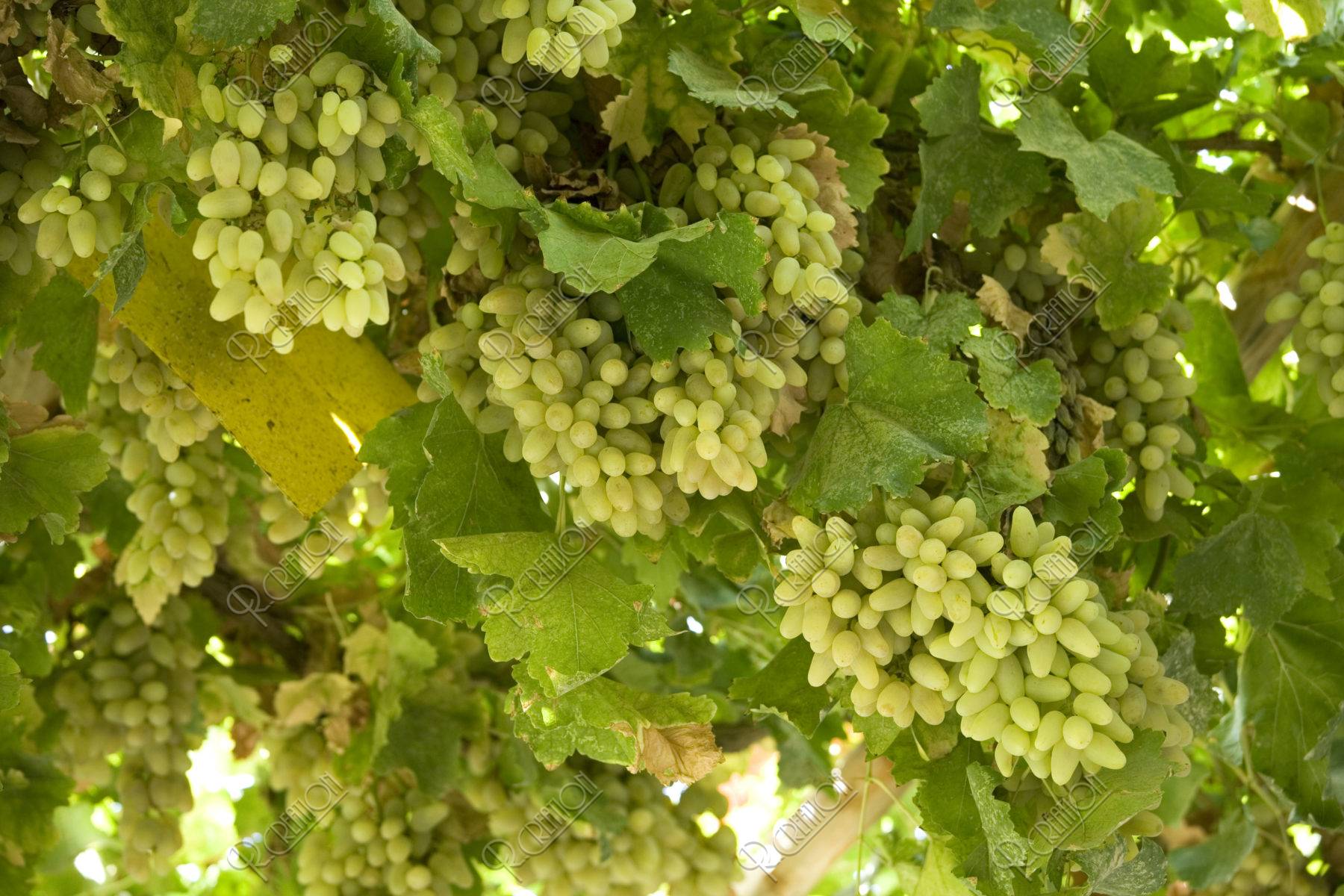葡萄溝のブドウ