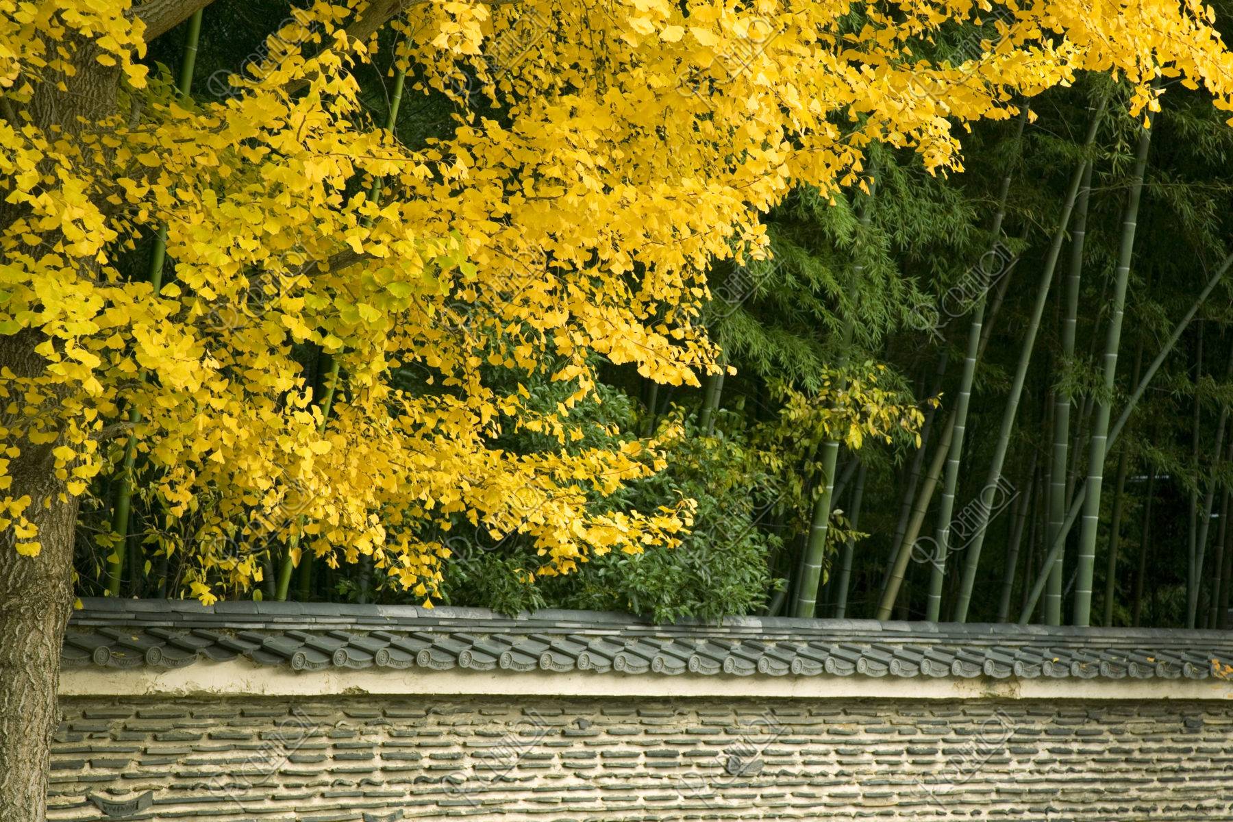 大徳寺の土塀とイチョウ