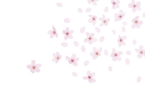 白バックの桜