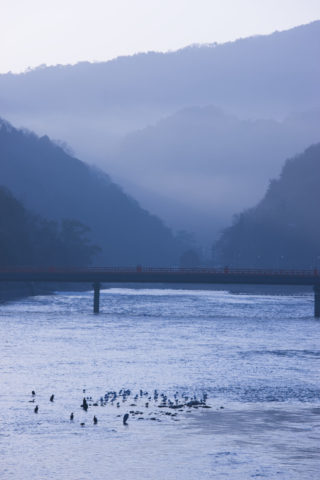 朝の宇治川と朝霧橋