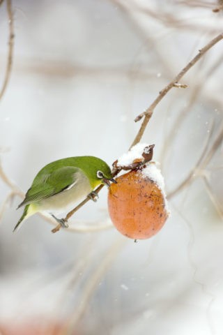 雪の柿とメジロ