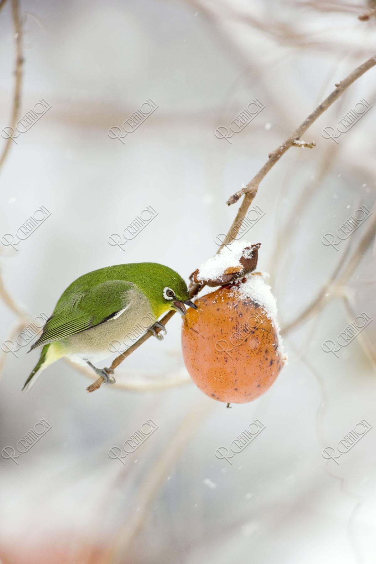 雪の柿とメジロ