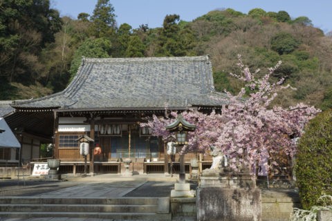 嵐山法輪寺本堂と桜