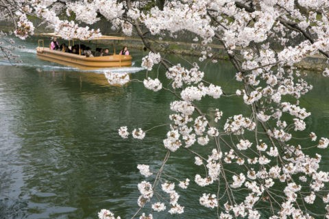 桜の岡崎疎水と桜回廊十石舟